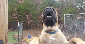 Giant Maso Mastiff dog standing on a fence