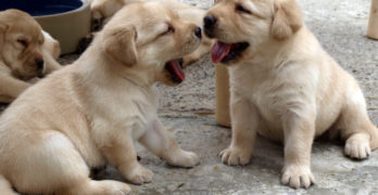 yellow labrador puppies