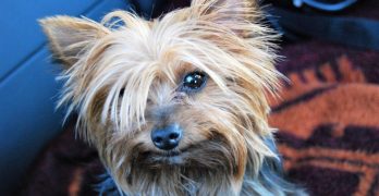 Yorkie dog portrait