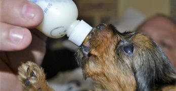 Bottle-feeding a puppy with milk