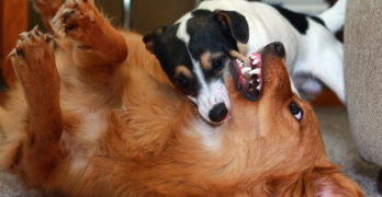 a dog is biting another dog on the neck in a game