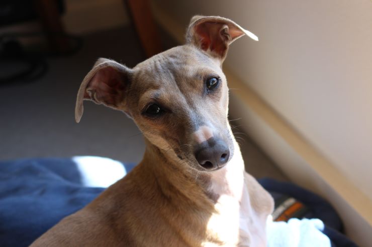 Italian Greyhound dog portrait