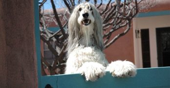 An Afghan Hound standing on the fence