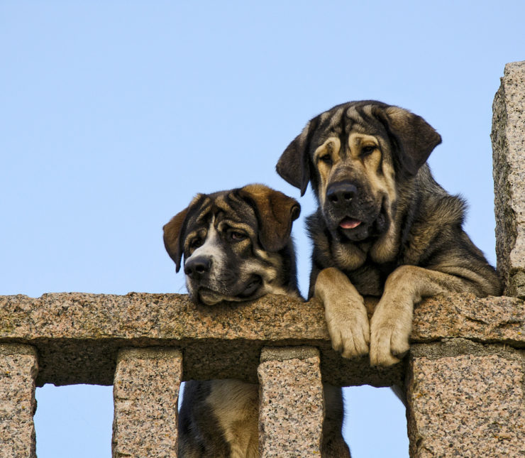 Two mastiffs guarding the territory