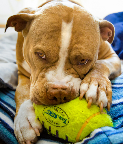 pitbull toy dog