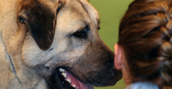 Anatolian Shepherd with a girl