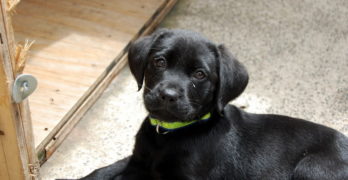 Black Labrador puppy on a floor