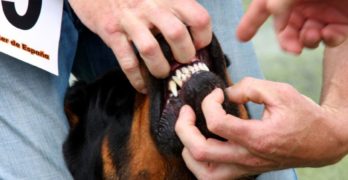 Rottweiler showing teeth at a dog show