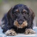 dachshund lying on the table