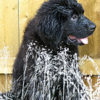 newfoundland pup and water