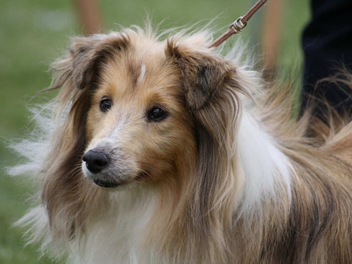 Pros And Cons Of Shelties Or Shetland Sheepdogs