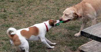 dog park playing