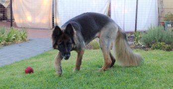 A German shepherd dog with arthritis