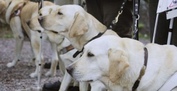 Training of Labrador Retrievers Service dogs