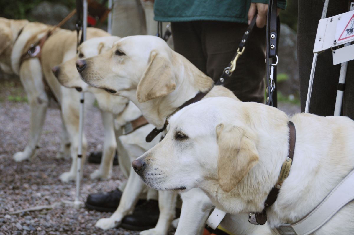 are aa meetings required to allow service dogs