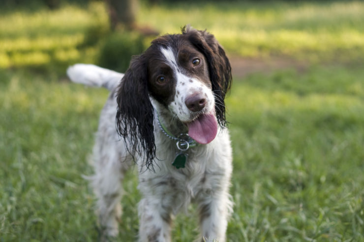 dog recall training photo