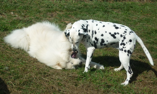 Samoyed and Dalmatian