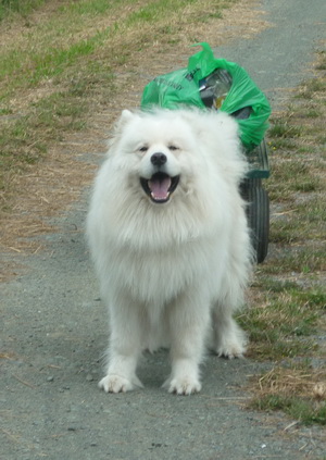 Siberian Samoyed dog