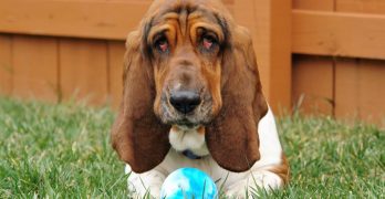 Basset Hound lying on the grass with a ball