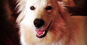 A dog of Samoyed Labrador crossbreed