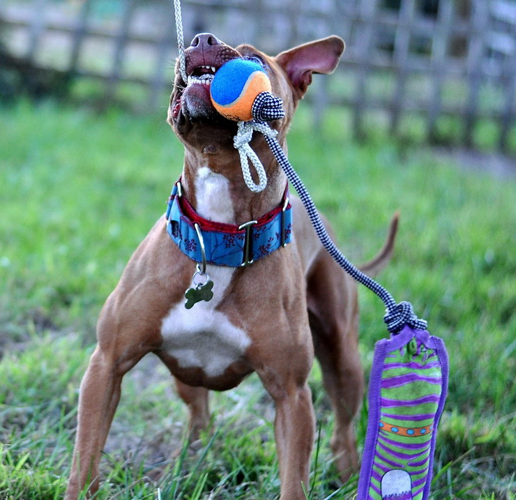 American Pit Bull Terrier playing with a toy