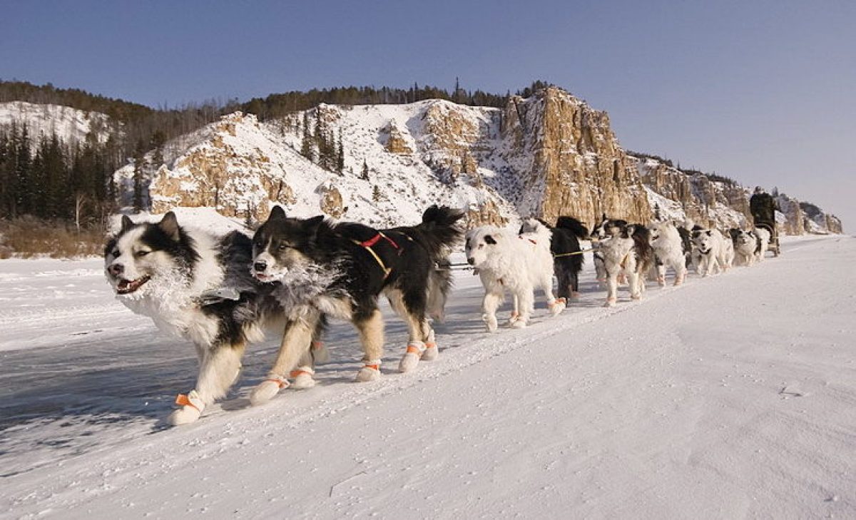 yakutian laika for sale near me