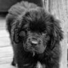 newfoundland puppy