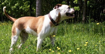 american bulldog outside