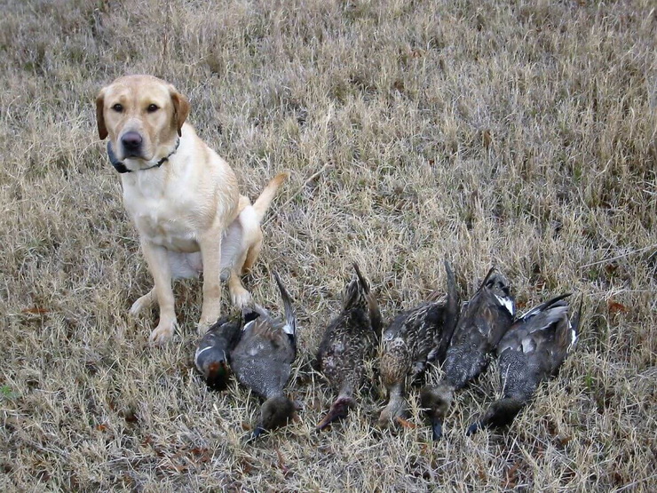 How Old A Lab Puppy Has To Be To Start Training For Duck Hunting