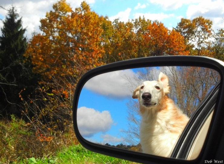 Borzoi in the car