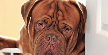 Dogue de Bordeaux portrait