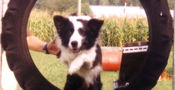 training a blind dog small