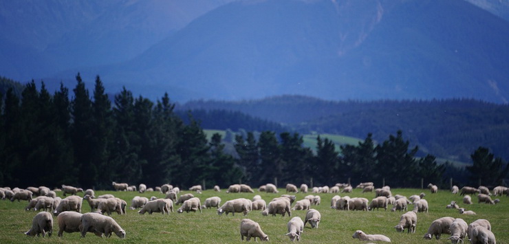 sheep flock in the mountains