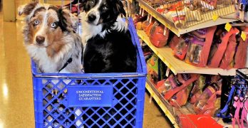 Two Australian Shepherds in a cart by the dog food shelves