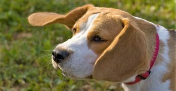 A head of a Beagle dog