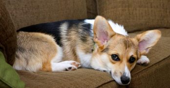 A Welsh Corgi dog on a sofa