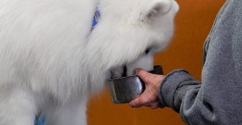 Feeding Samoyed dog from owner's hand