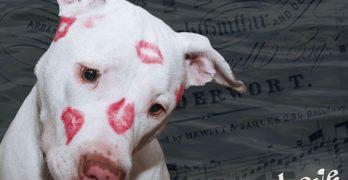 Pit Bull puppy head covered with kisses