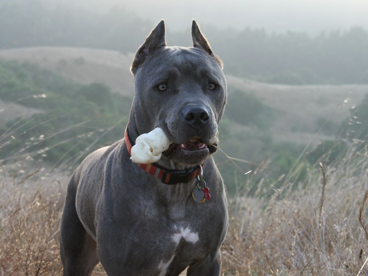 cane corso puppies cropped ears