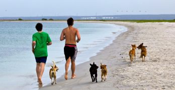 Two men jogging with stray dogs on a beach