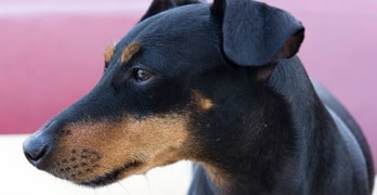 Manchester-Terrier-profile