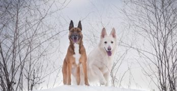 Two dogs in the snow