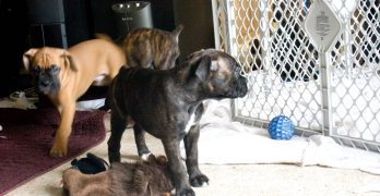 Boxer fawn and brindle pups