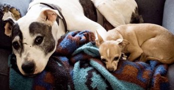 A Pit Bull together with Chihuahua