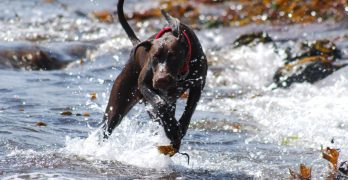 German Shorthaired Pointer running in the water