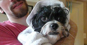 A groomer holding a Shih Tzu