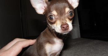 A skinny Chihuahua pup