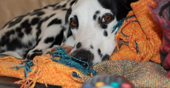 A Dalmatian dog lying on the bed