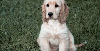 Cocker Spaniel puppy on the grass