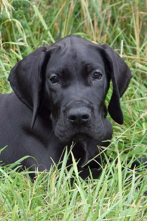 great dane puppy guard